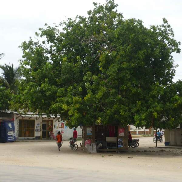 Erlebnis-Reisen Tansania Nationalpark Vogelbeobachtung Arten